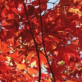 The couples profile image